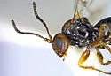 Kokkocynips coxii - photo 4