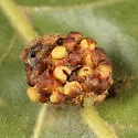 Kokkocynips decidua
