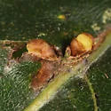 Kokkocynips decidua - photo 2