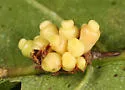Kokkocynips decidua - photo 3