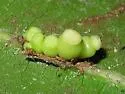 Kokkocynips decidua - photo 4