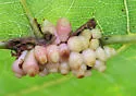 Kokkocynips decidua - photo 5