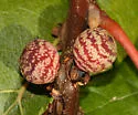 Banded Bullet Gall Wasp
