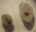 Banded Bullet Gall Wasp - photo 3