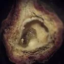 Banded Bullet Gall Wasp - photo 4
