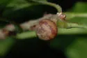 Banded Bullet Gall Wasp - photo 5