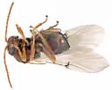 Kokkocynips rileyi