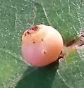 Kokkocynips rileyi - photo 2