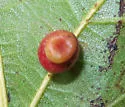 Kokkocynips rileyi - photo 3