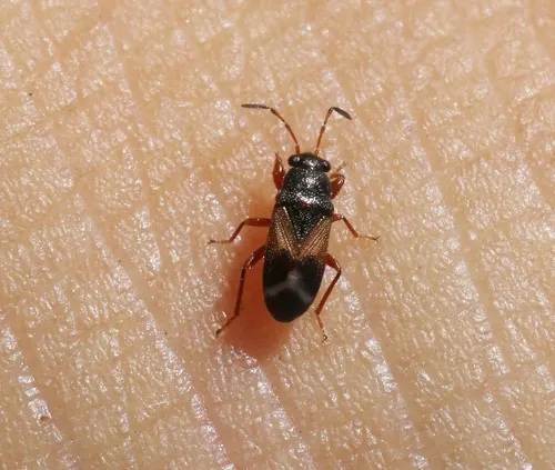 Kolenetrus plenus - Kolenetrus plenus