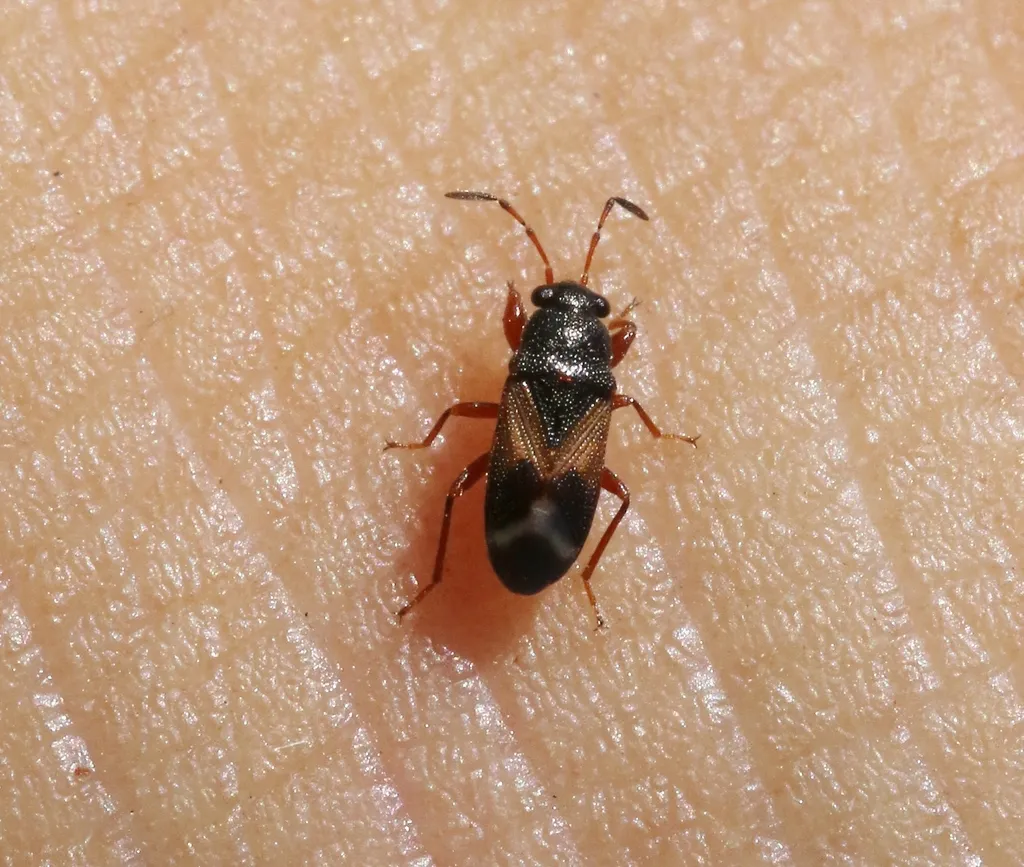 Kolenetrus plenus - photo 2