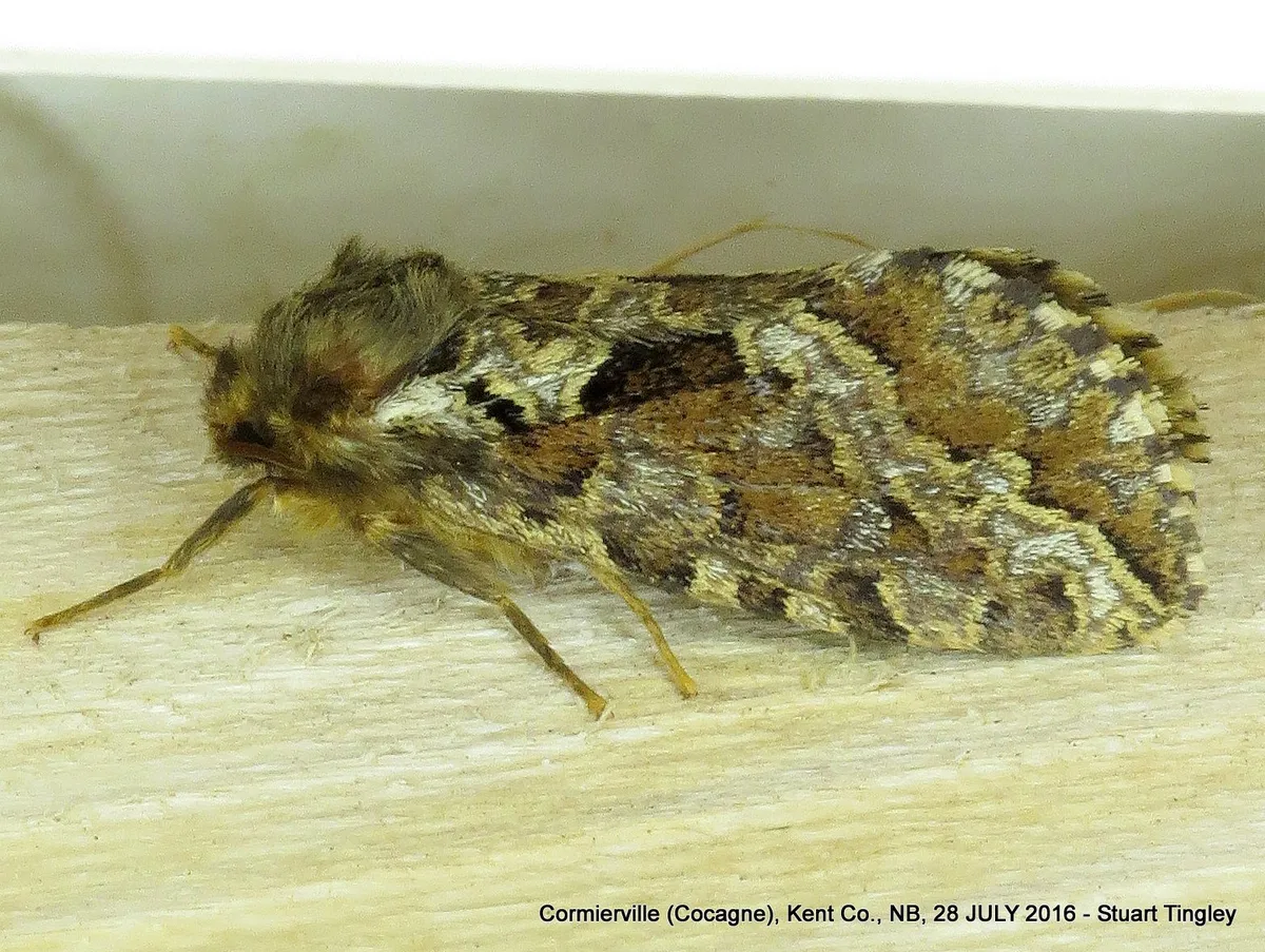 Conifer Swift Moth - photo 3