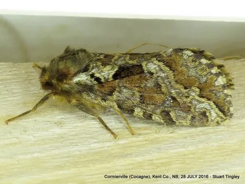 Conifer Swift Moth - photo 4