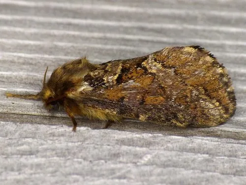 Conifer Swift Moth - photo 5