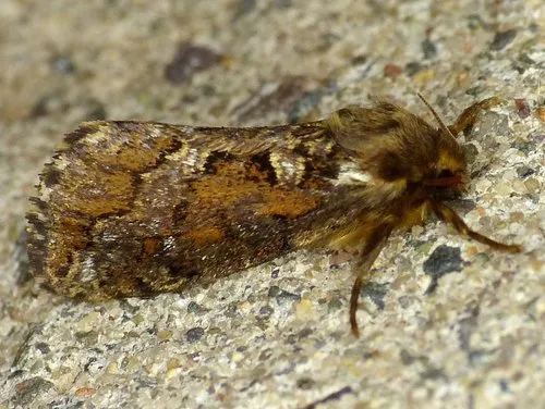 Conifer Swift Moth - photo 6