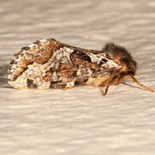 Conifer Swift Moth - photo 7