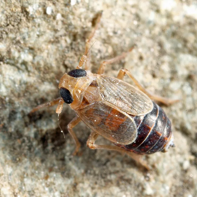 Kosswigianella analis - photo 2