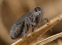 Kosswigianella lutulenta