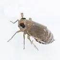 Kosswigianella lutulenta - photo 2