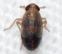 Kosswigianella perusta - photo 5