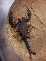 Kovarikia savaryi