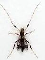 Kribiodorum perpulchrum - photo 3