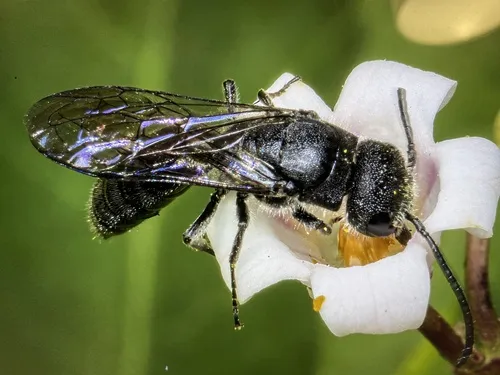 Krombeinopyga aculeata