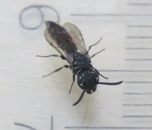 Krombeinopyga pumila