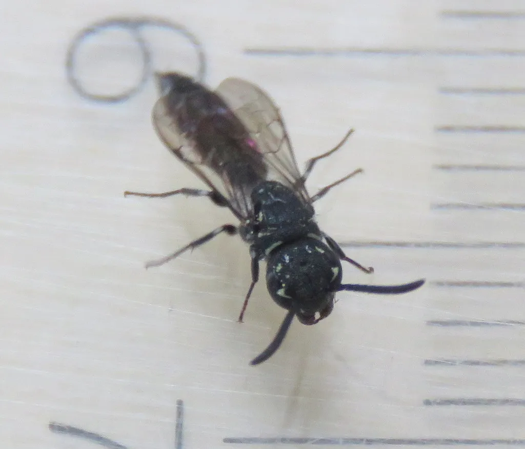 Krombeinopyga pumila - photo 3
