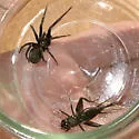 Kukulcania arizonica