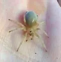 Kukulcania hurca