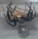 Kukulcania utahana