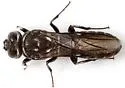 Kulcania tomentosa