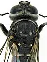 Kulcania tomentosa - photo 3