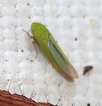 Kunzella marginella