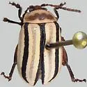 Kuschelina barberi