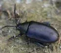 Kuschelina concinna