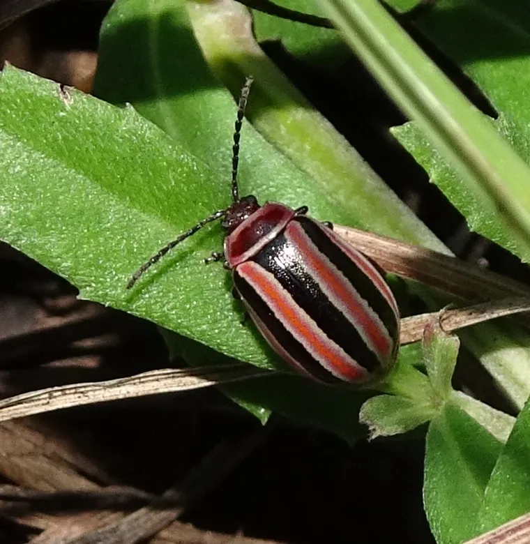 Kuschelina fallax - photo 2
