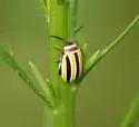 Kuschelina floridana