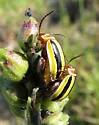 Kuschelina floridana - photo 2