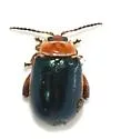 Kuschelina tenuilineata - Kuschelina tenuilineata