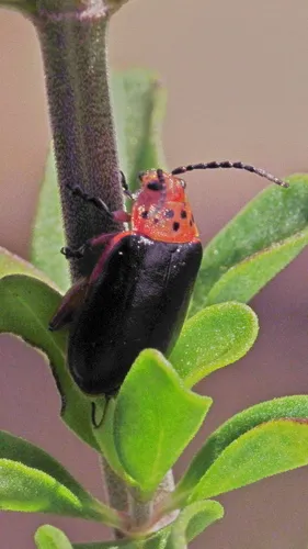 Freckle-necked Kuschelina - photo 2