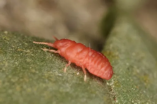 Kuwania pasaniae