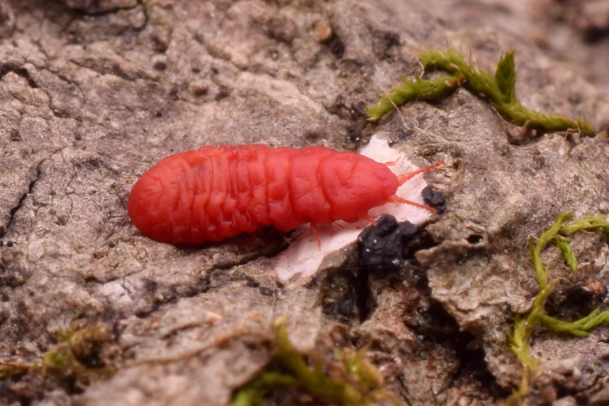 Kuwaniidae - photo 2