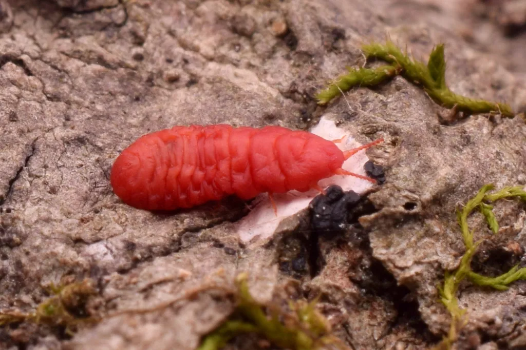Kuwaniidae - photo 3