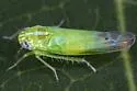 Kyboasca bipunctata