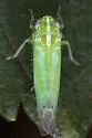 Kyboasca bipunctata - photo 2