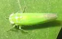 Kyboasca maligna