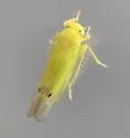 Kyboasca papyriferae