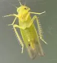 Kyboasca papyriferae - photo 2